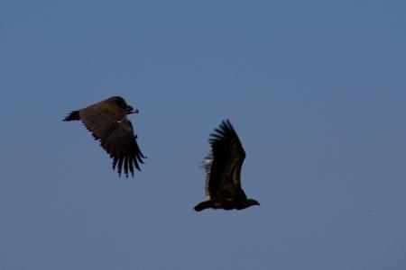 Imagen Buitre negro y leonado